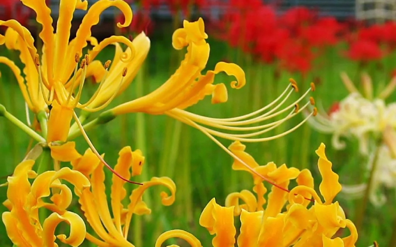 Hoa bỉ ngạn vàng khoe sắc