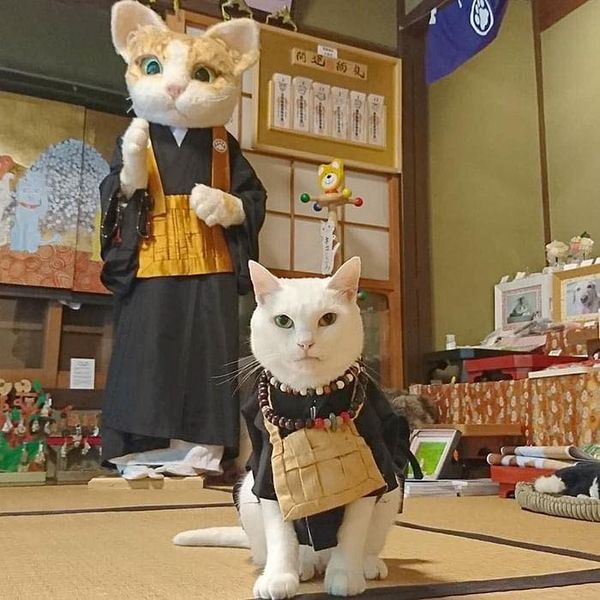 Ngôi Đền Ở Nhật Bản Có Trụ Trì Là Mèo Béo Siêu Đáng Yêu