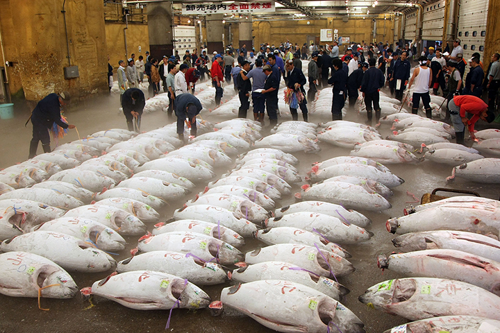 Chợ cá Tsukiji khi du lịch Nhật Bản