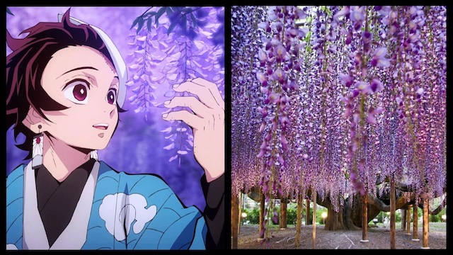 Hoa Tử Đằng trong anime và đời thực 