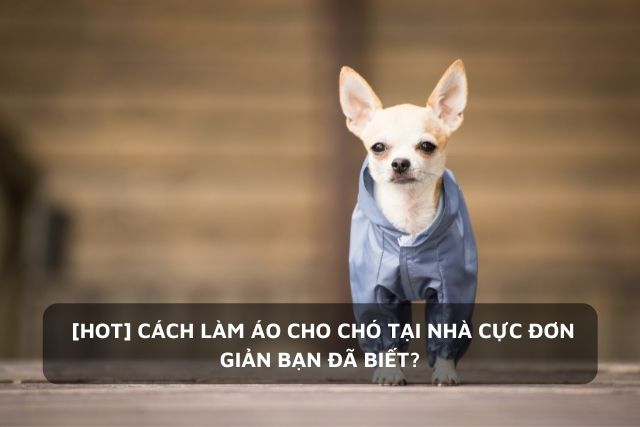Chú chó Chihuahua được mặc áo khoác gió-cách may áo cho chó