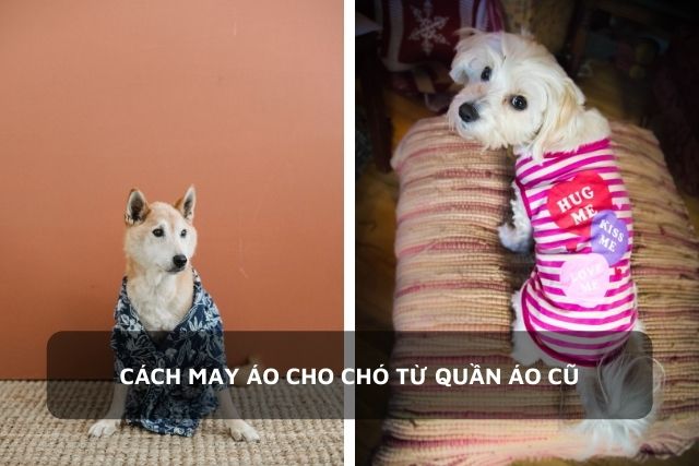 2 chú chó được mặc chiếc áo thiết kế từ quần cũ