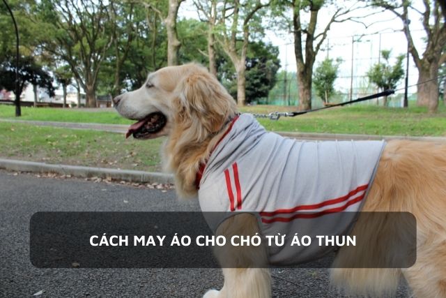 Chú chó thoải mái khi được mặc áo thun