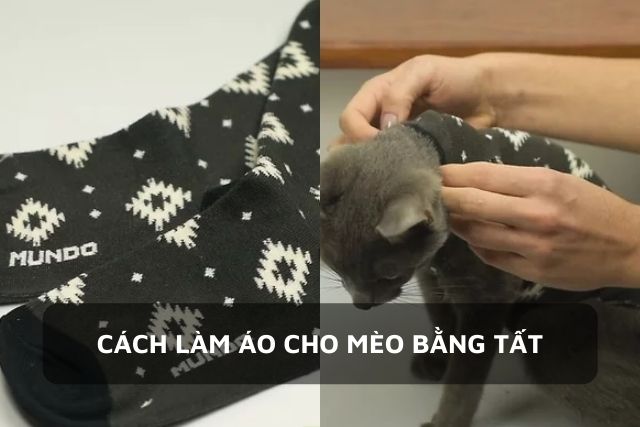 Bé mèo có một chiếc áo làm từ tất