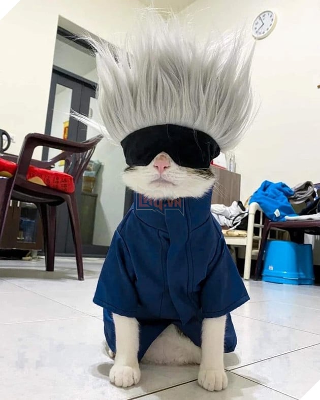 Chú Mèo Cosplay Gojo Satoru Trong Jujutsu Kaisen