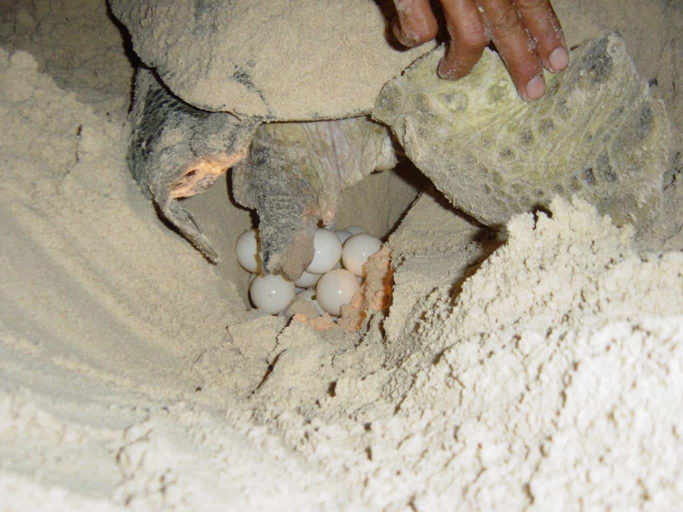 Mùa rùa đẻ trứng ở Côn Đảo cảnh tượng đầy thú vị