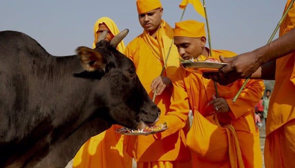 Bò là con vật linh thiêng trong đạo Hindu