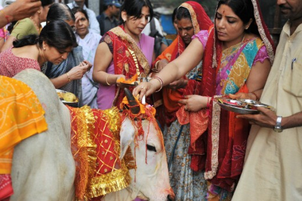 Theo người Ấn, loài bò sẽ mang lại may mắn, ban phước lành cho họ