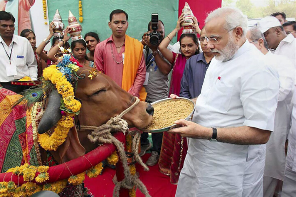 Luôn giữ thái độ tôn trọng và yêu thương khi gặp bò tại Ấn Độ
