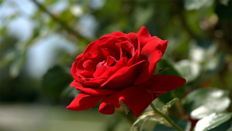 Hoa hồng đỏ chưng bàn thờ ngày Tết