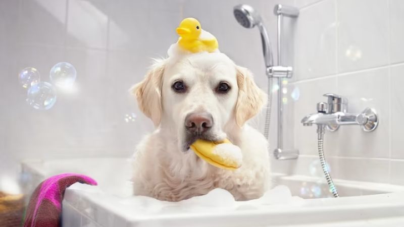 Tắm cho thú cưng thường xuyên