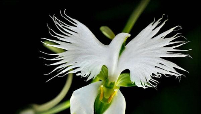 Hoa bạch hạc mang ý nghĩa tốt đẹp, tượng trưng cho những ước mơ bay cao, bay xa.