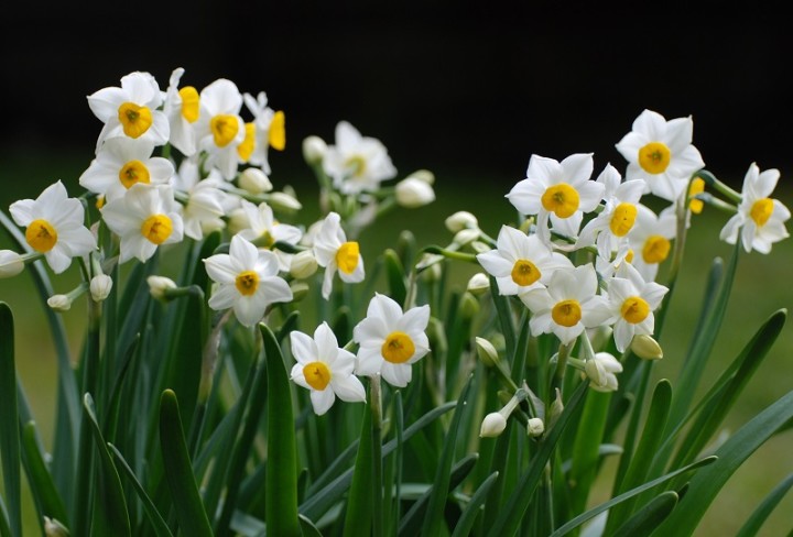 hoa thuỷ tiên loài hoa ít thấy ở ngày tết miền nam nhưng cũng được dùng để chưng tết