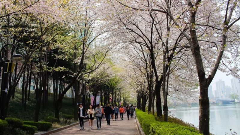 Công viên hồ Seokcheon là địa điểm lý tưởng để ngắm hoa anh đào