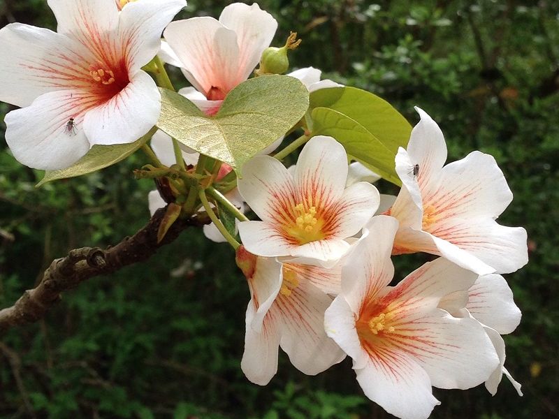 Hình ảnh hoa Tung màu trắng được người dân trồng ở Trung Quốc