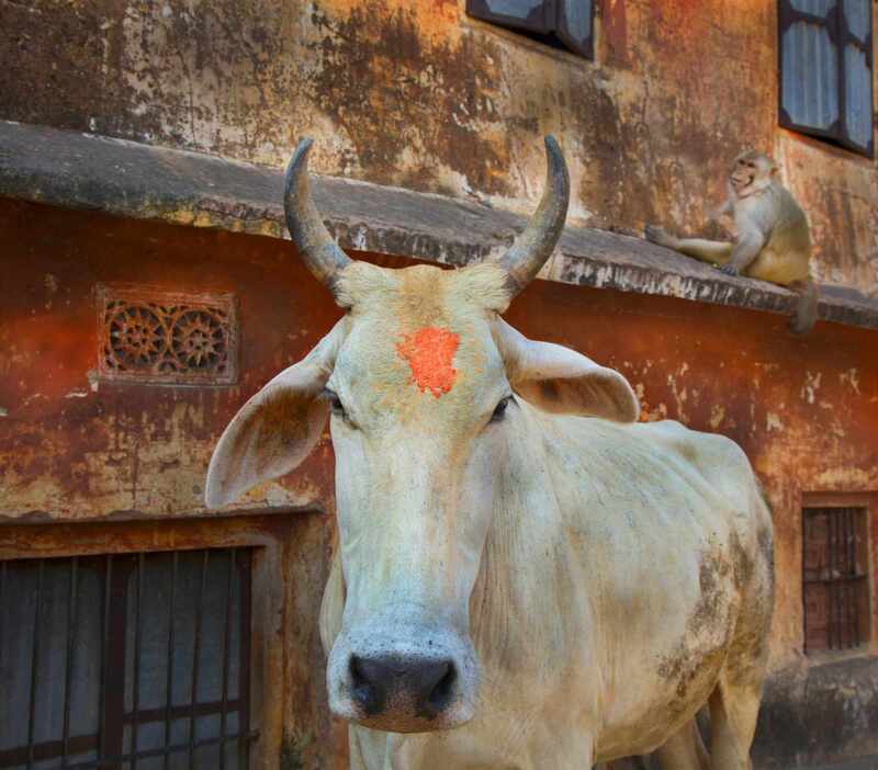 Ngày nay con bò gần như đã trở thành biểu tượng của Ấn Độ giáo
