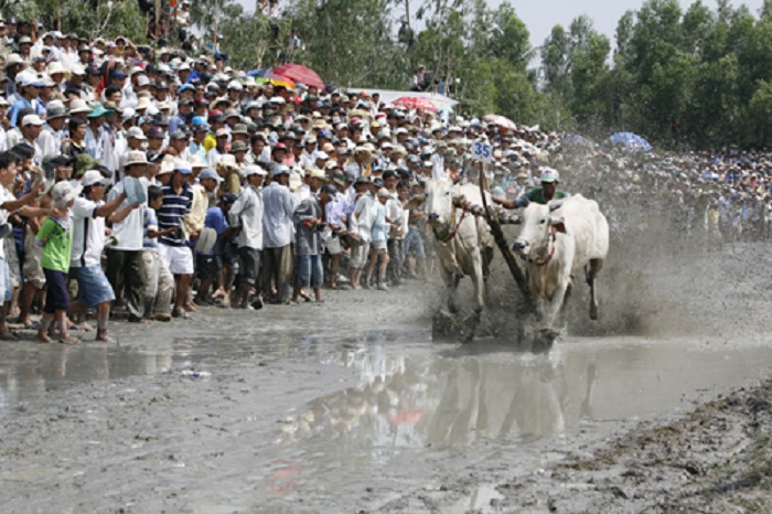 Lễ hội đua bò 