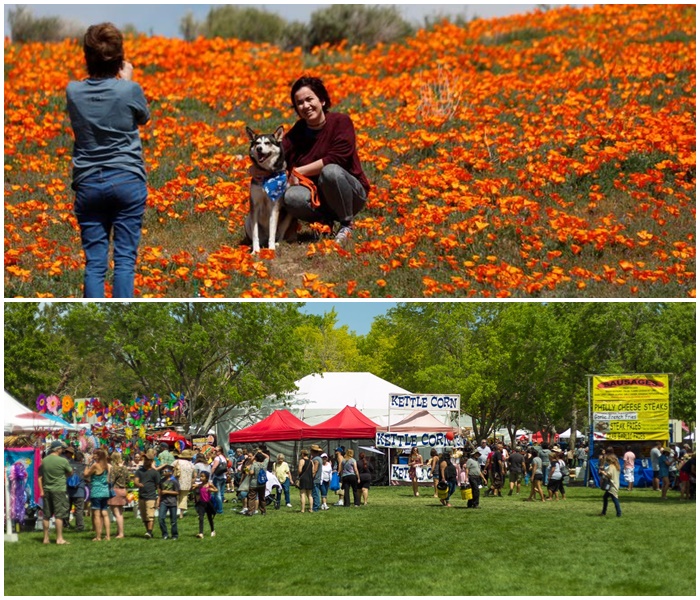 Poppy Festival