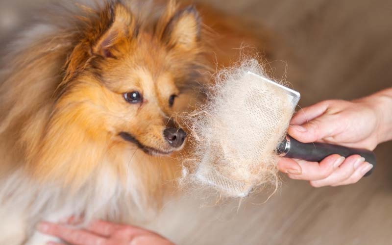 Chải lông thường xuyên cho thú cưng