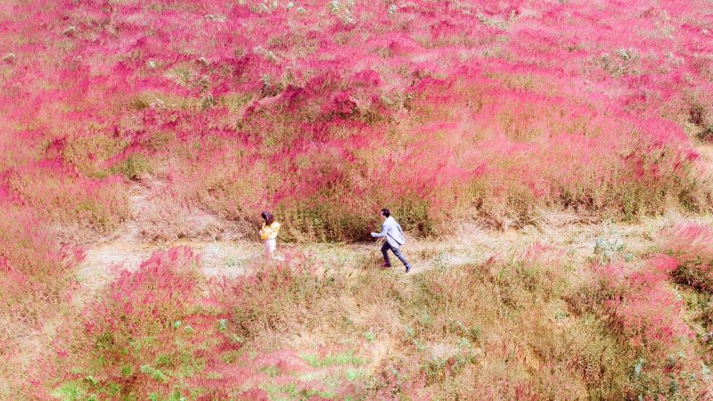 Cánh đồng cỏ lau mang sắc hồng thơ mộng