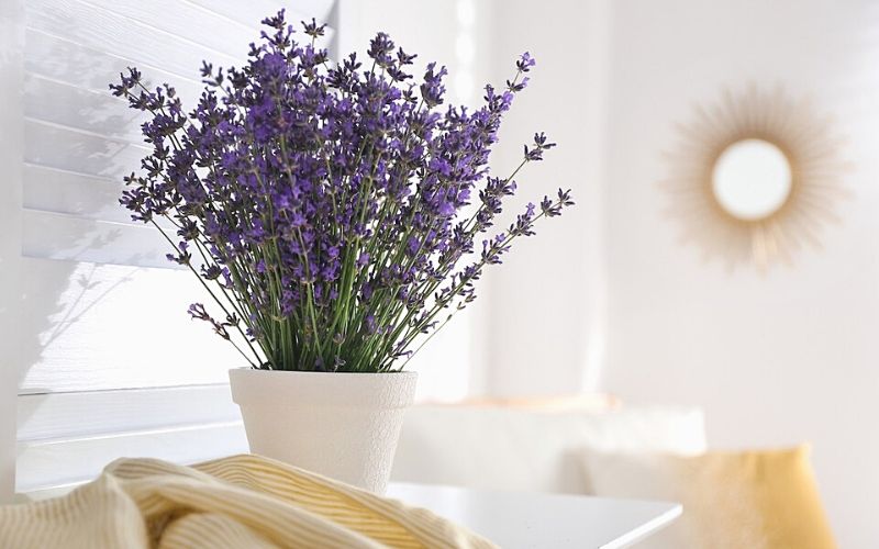 Trồng cây oải hương trong nhà giúp bạn ngủ ngon giấc hơn