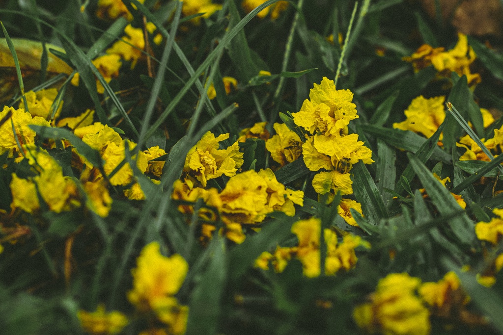 Huế gửi thông điệp mùa hè bằng màu vàng hoa Hoàng Điệp