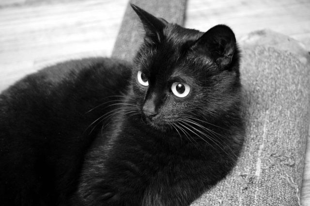 hình ảnh mèo đen mang lại điềm xấu cho mọi người