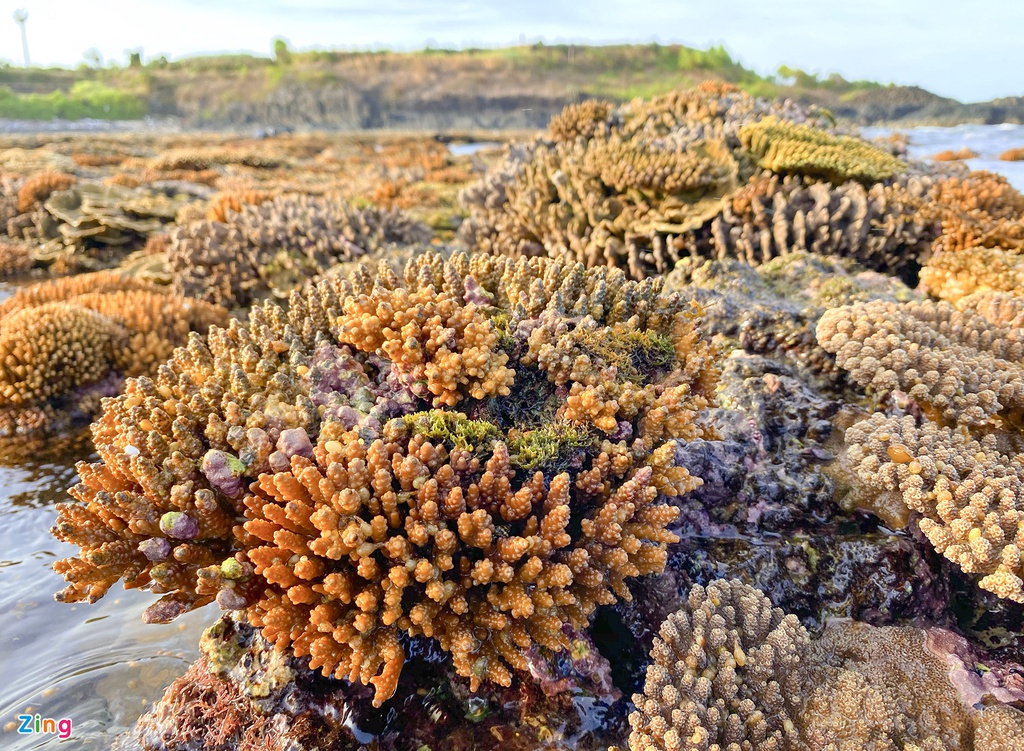 'Rừng san hô' lộ thiên độc đáo bên bờ biển miền Trung