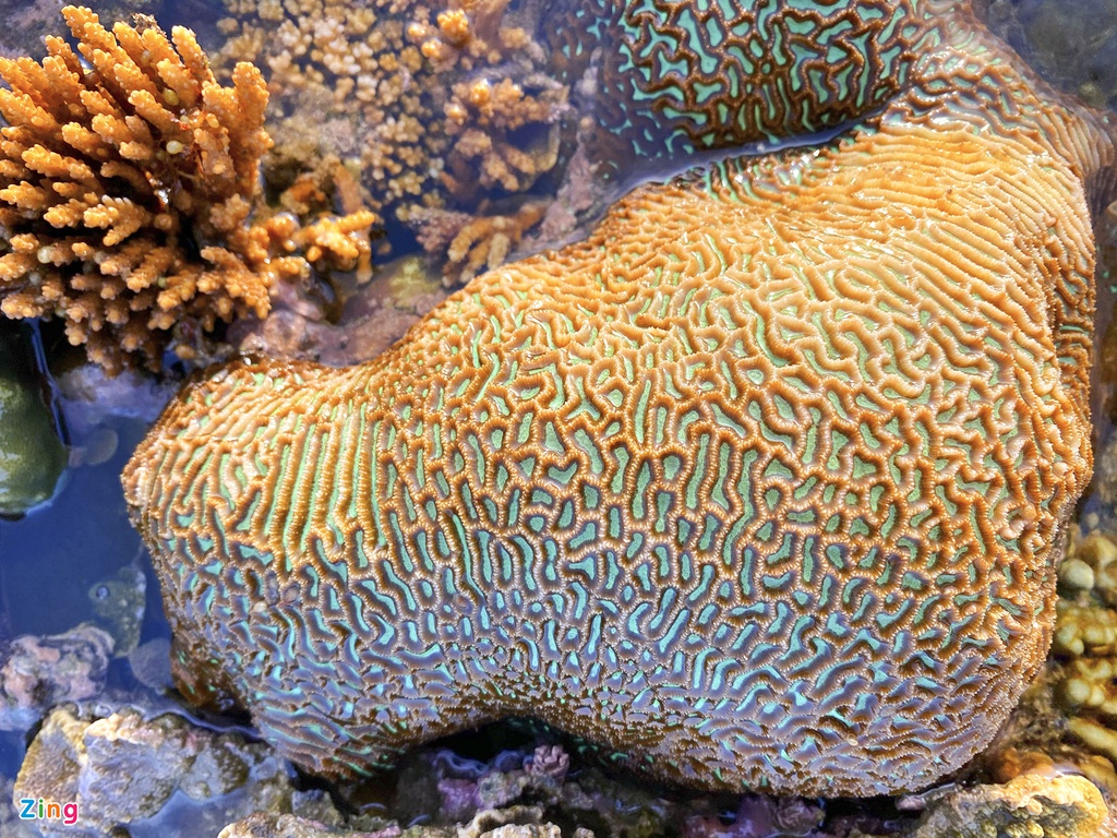 'Rừng san hô' lộ thiên độc đáo bên bờ biển miền Trung