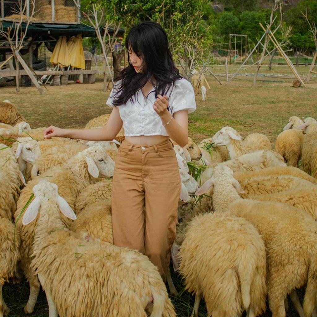 Top 4 Đồng cừu Việt nam checkin không khác gì miền quê Châu Âu