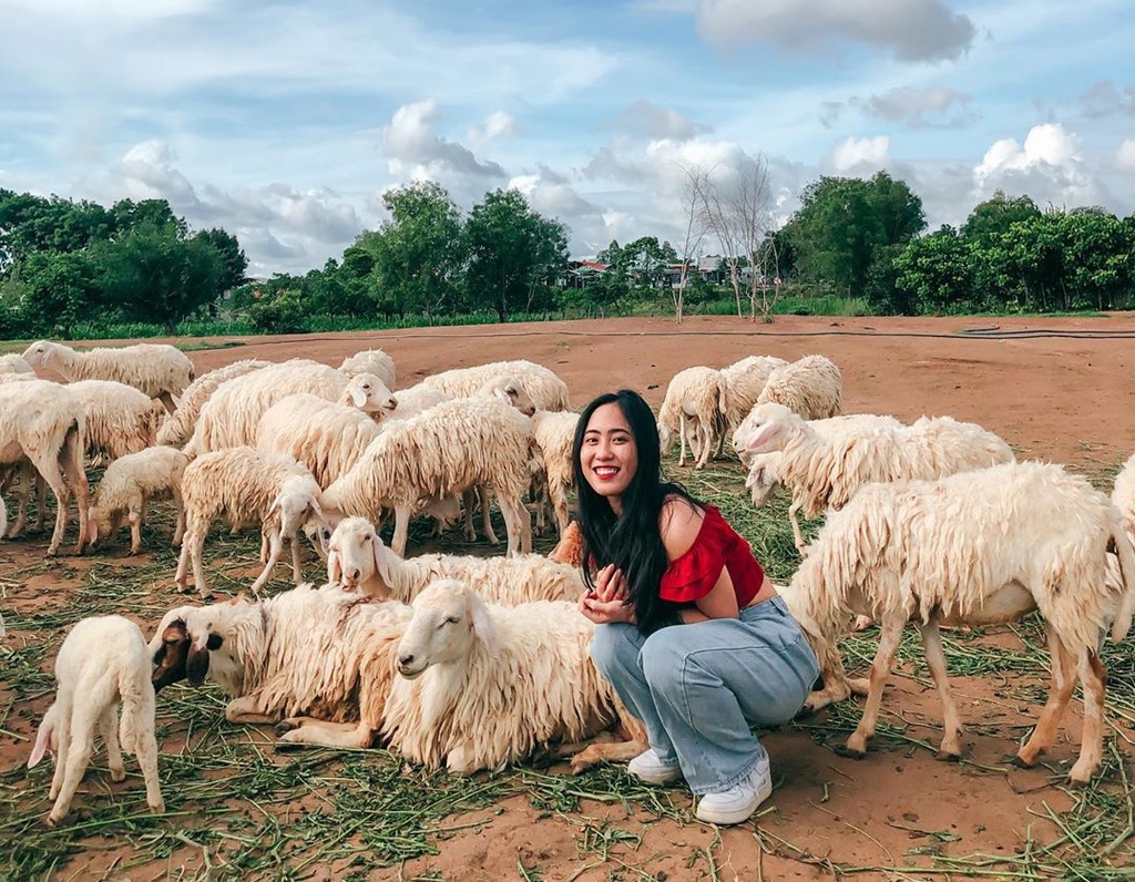 Top 4 Đồng Cừu Việt Nam Checkin Không Khác Gì Miền Quê Châu Âu