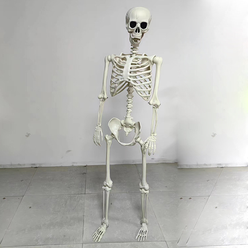 BỘ XƯƠNG 170CM ( ĐỨNG ĐƯỢC)