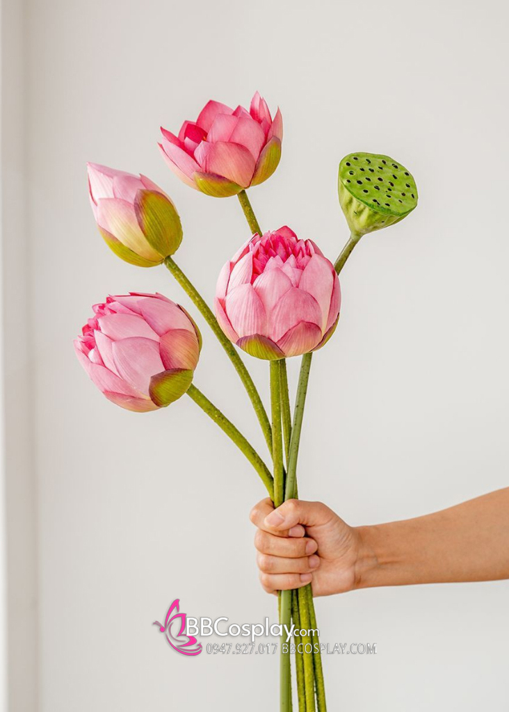 Hoa Sen Và Lá Sen Chụp Ảnh Áo Dài - Tứ Thân